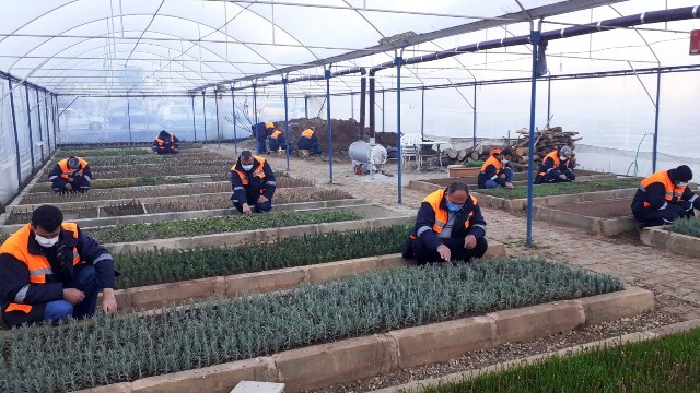 Kozan Belediyesi kendi bitkisini üretiyor