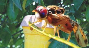 NARENCİYENİN KABUSU “AKDENİZ MEYVE SİNEĞİ” GERİ DÖNDÜ