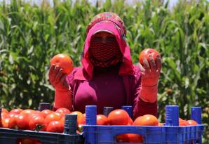 Domates verim ve fiyatıyla yüz güldürüyor