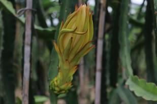ÇUKUROVA’DA EJDER MEYVESİ EKİM ALANI ARTIYOR