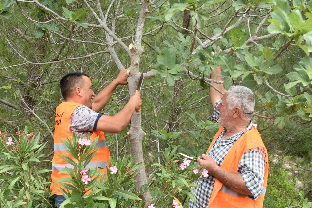 Karaisalı’da yabani incir ağaçları aşılanıyor