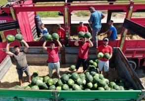 Günde 200 ton karpuz yüklüyorlar