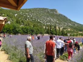 Lavanta bahçelerine ziyaretçi akını