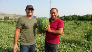 Adana karpuzu tarlada 35 kuruşa düştü