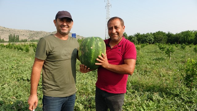 Adana karpuzu tarlada 35 kuruşa düştü