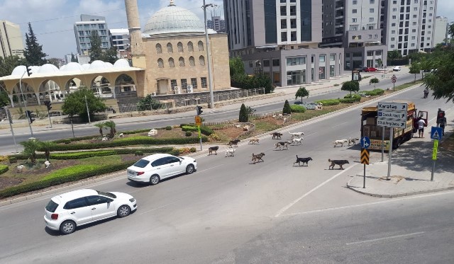 Sokak köpekleri Adana Caddelerinde sürü halinde geziyor
