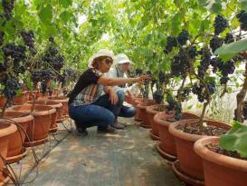 ÇÜ’de Topraksız Yetiştirilen Üzümler Hasat Edildi