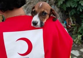 KIZILAY YANGIN BÖLGESİNDE YARALARI SARIYOR