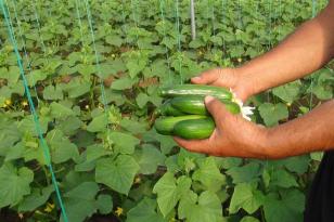 ADANA’DA SALATALIK ZAM ŞAMPİYONU