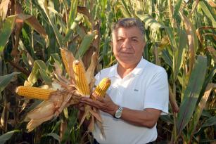 MISIRDA 1,1 MİLYON TON İLE EN BÜYÜK ÜRETİCİ ADANA