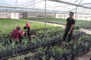 Adana’da yetiştirilen meyve fidanları 14 ülkeye ihraç ediliyor