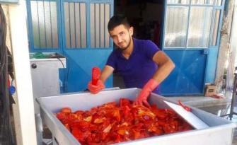 SALÇALIK BİBERDE FİYAT DÜŞTÜ PİYASA CANLANDI