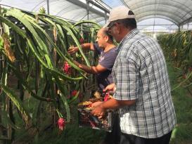 BABA-OĞLUN EJDER MEYVESİ MERAKI ÖRNEK OLDU