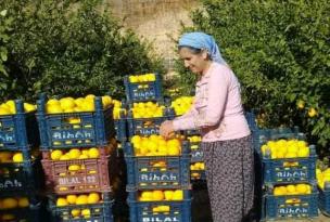 Tarım işçilerinin limon mesaisi