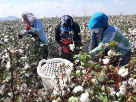 TARIM İŞÇİLERİNİN ZORLU MESAİSİ BAŞLADI