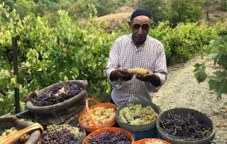 ÜZÜMÜN PEKMEZ YOLCULUĞU