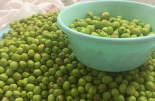 YEŞİL ZEYTİNE TALEP ÇOK