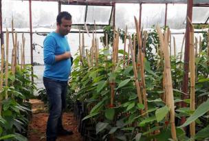 AVOKADO ÜRETİMİ ARTIYOR