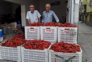 SALÇALIK BİBERİN ATEŞİ DÜŞTÜ