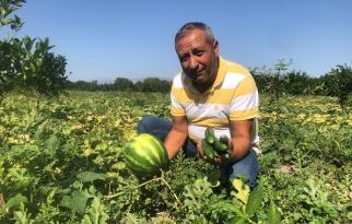 Karpuz üzdü, salatalık güldürdü