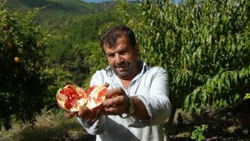 Tescilli Kuytucak narı üreticisinin yüzünü güldürdü