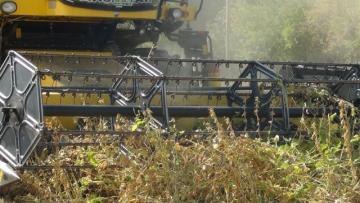 ÇUKUROVA’DA İKİNCİ ÜRÜN MISIRIN YERİNİ SOYA ALDI