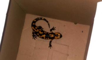 Nesli Tükenmekte Olan “Türk Semenderi” Adana’da  Bulundu