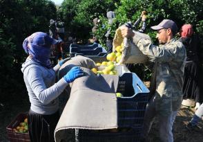 GÜNLÜK 124 LİRAYA ÇALIŞACAK TARIM İŞÇİSİ BULAMIYORLAR