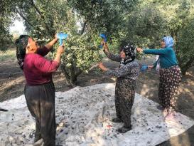 Zeytinin sofralara uzanan lezzet yolculuğu başladı