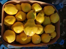 Ayva üreticisinin yüzünü bu kez güldürdü