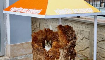 Hamile kediye belediye işçileri sahip çıktı