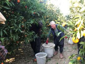TESCİLLİ KOZAN PORTAKALINDA HASAT BAŞLADI