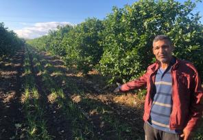 Narenciye bahçesini sarımsak tarlasına dönüştürdü