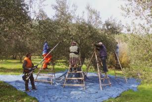 COĞRAFİ İŞARETLİ ÜRÜNLERE TALEP HIZLA ARTIYOR