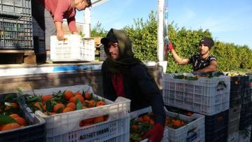 TESCİLLİ KOZAN PORTAKALINDA HASAT BAŞLADI