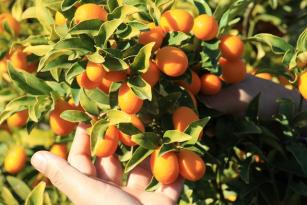 İTALYANLAR TALİP OLDU