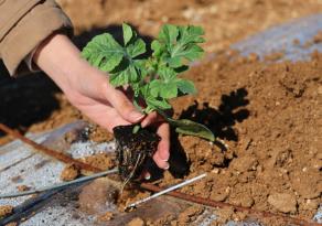 TESCİLLİ ADANA KARPUZUNDA FİDELER TOPRAKLA BULUŞTU