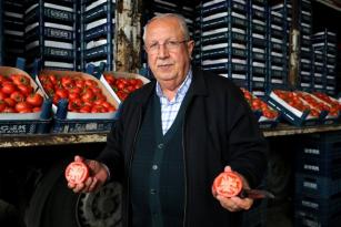 RUSYA-UKRAYNA SAVAŞI DOMATESİ VURDU: KİLOSU 25 LİRADAN 4 LİRAYA DÜŞTÜ