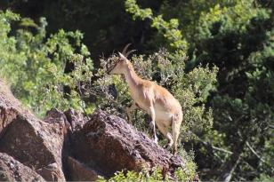 TOROS DAĞLARI’NDAKİ DAĞ KEÇİSİ SÜRÜSÜ DRON İLE GÖRÜNTÜLENDİ