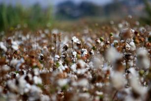 BİR ZAMANLARIN PAMUK DİYARI ARTIK TROPİK MEYVELERLE ANILIYOR