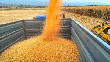 Mısırda verim, çiftçinin yüzünü güldürdü