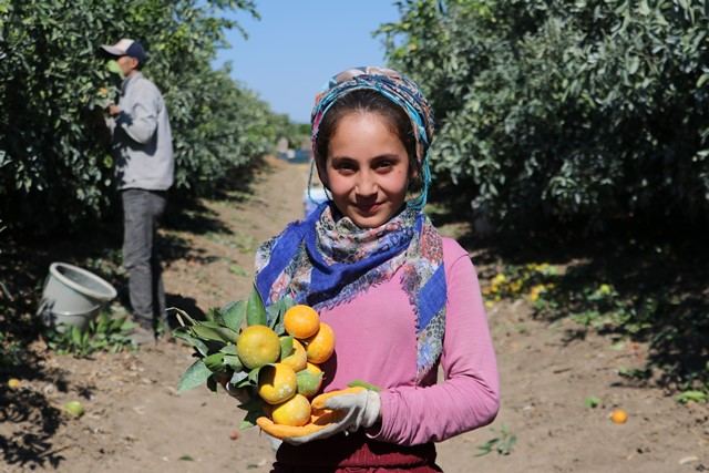 ADANA’DA HASADI SÜREN MANDALİNANIN FİYATI 1 TL’YE DÜŞTÜ