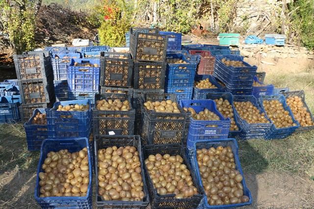 ADANA'NIN "KİVİ" KÖYÜNDE HASAT BAŞLADI