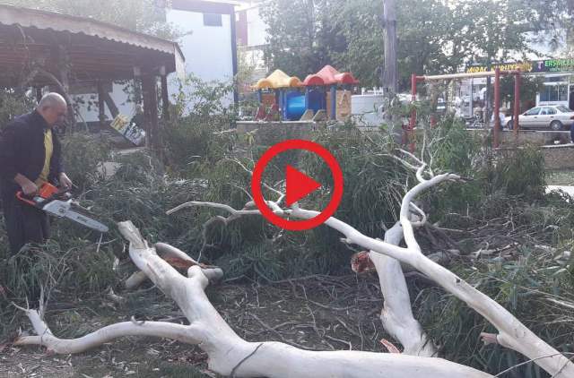 Kozan'da şiddetli fırtına ağaçları devirdi