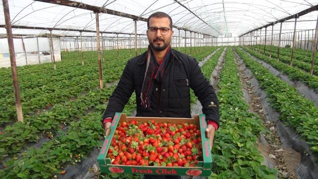 Kış ortasında hasat edilen çileğin kilosu 22 liradan satılıyor