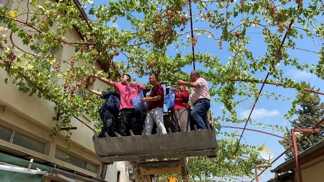 BAŞKAN KEPÇE ÜSTÜNDE ÜZÜM HASADI YAPTI