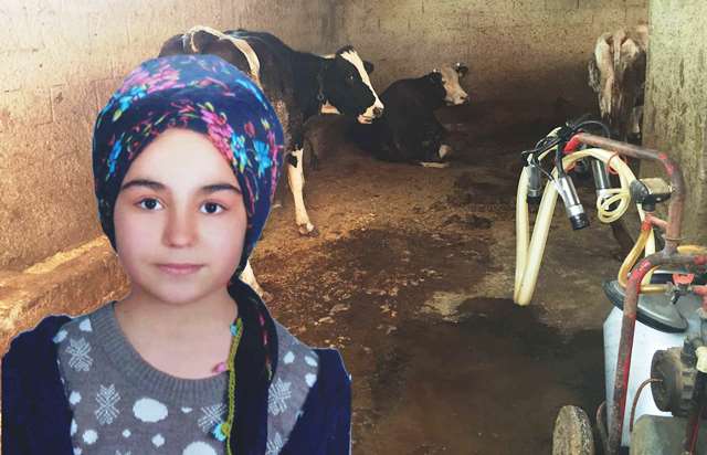 AHIRA SÜT SAĞMAYA GİDEN KIZ AKIMA KAPILARAK ÖLDÜ