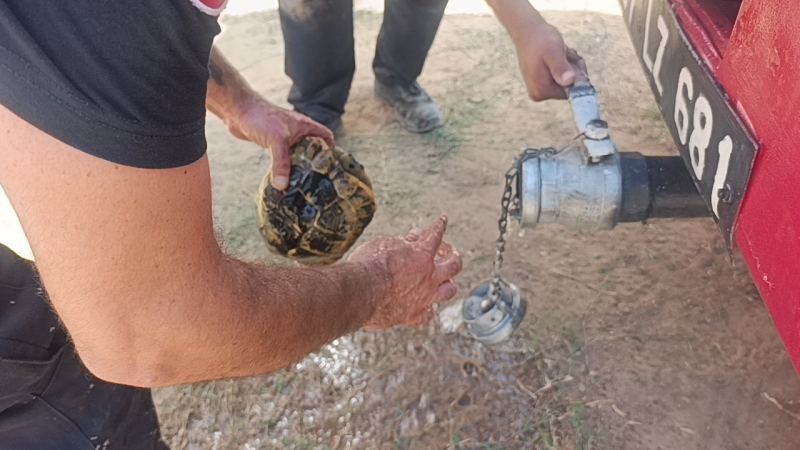 Alevlerden korunmak için kendini toprağa gömmeye çalışan kaplumbağayı ekipler kurtardı