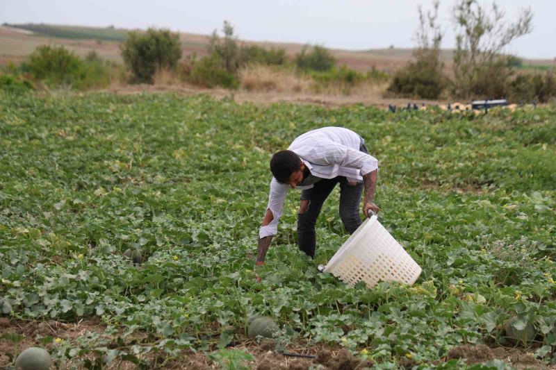 ADANA’DA 23 YILDIR AİLESİ İLE BİRLİKTE KAVUN VE KARPUZ ÜRETİMİ YAPAN FATİH YILDIRIM, TARLASINDA YETİŞTİRDİĞİ KAVUNLARI ARACIYA VE HALE GÖNDERMEK YERİNE AİLESİYLE BİRLİKTE DOĞRUDAN PAZARDA SATARAK ÜRETİCİ İLE TÜKETİCİYİ BULUŞTURUYOR.