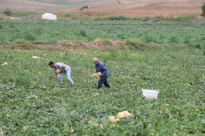 ADANA’DA 23 YILDIR AİLESİ İLE BİRLİKTE KAVUN VE KARPUZ ÜRETİMİ YAPAN FATİH YILDIRIM, TARLASINDA YETİŞTİRDİĞİ KAVUNLARI ARACIYA VE HALE GÖNDERMEK YERİNE AİLESİYLE BİRLİKTE DOĞRUDAN PAZARDA SATARAK ÜRETİCİ İLE TÜKETİCİYİ BULUŞTURUYOR.